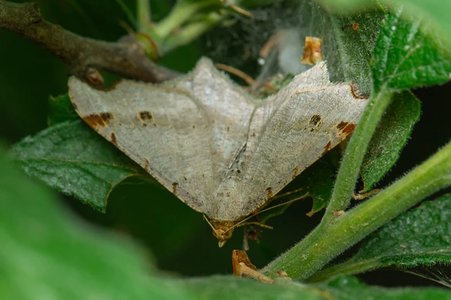 Macaria alternata - közönséges szürkearaszoló