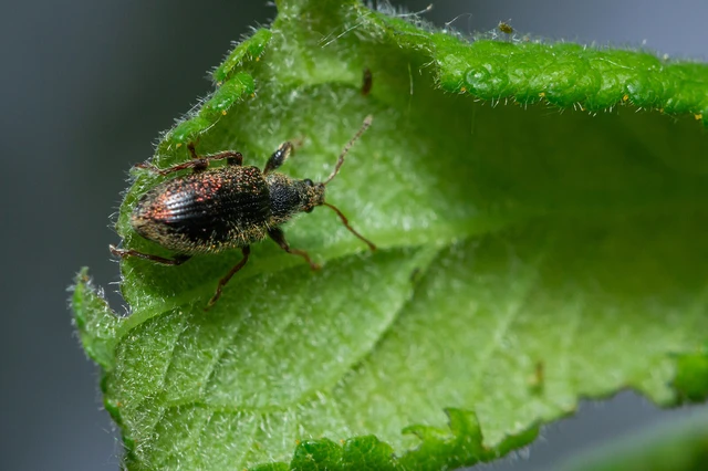 Phyllobius betulinus - változékony levélormányos