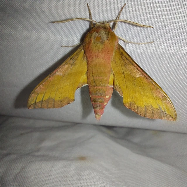 Deilephila porcellus - piros szender