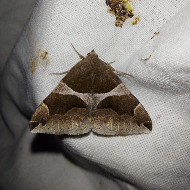 Dysgonia algira - déli porcelánbagoly