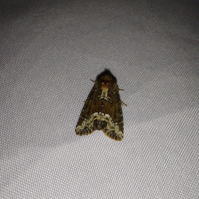Oligia strigilis - kormos dudvabagoly