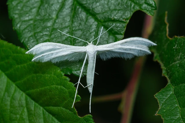 Pterophorus pentadactyla - fehér tollasmoly