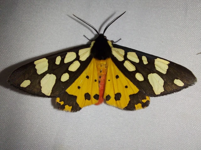 Arctia villica - fekete medvelepke