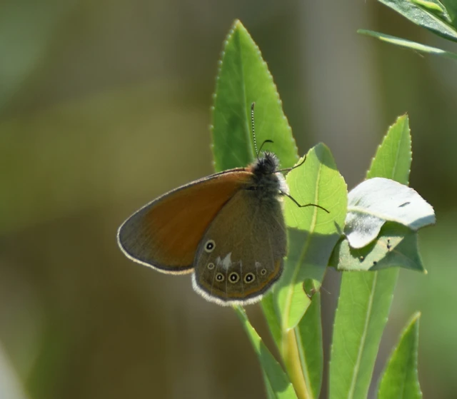 Coenonympha glycerion - közönséges szénalepke