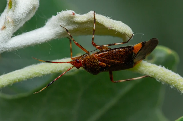 Deraeocoris flavilinea