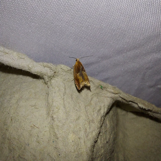 Ancylis mitterbacheriana - tölgysodró horgasmoly