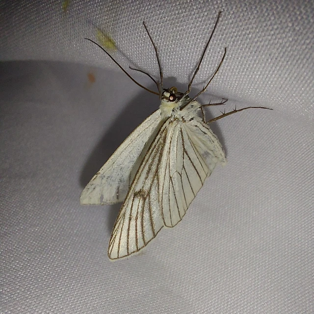 Siona lineata - vonalas fehéraraszoló