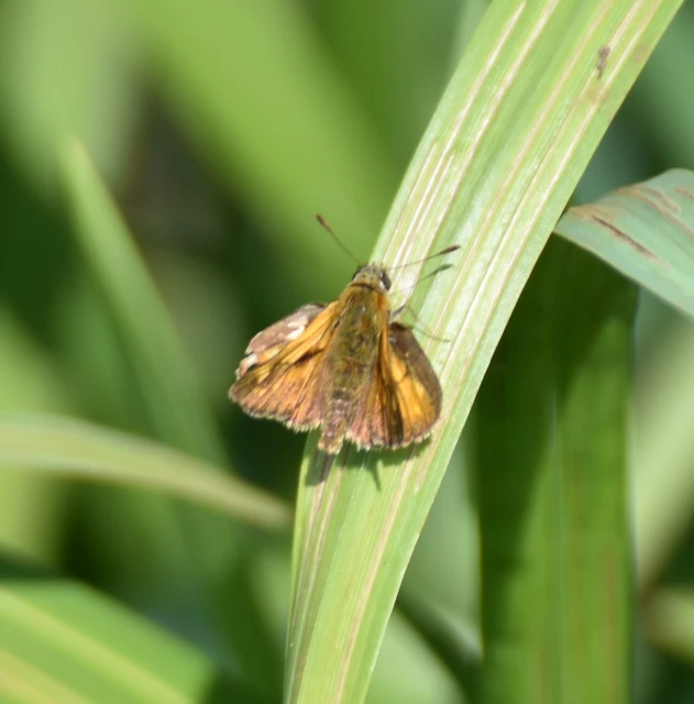 Ochlodes sylvanus - erdei busalepke