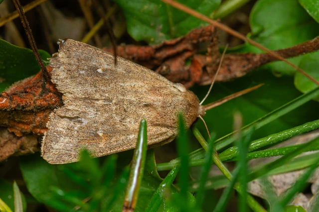 Mythimna albipuncta - fehérpettyes rétibagoly