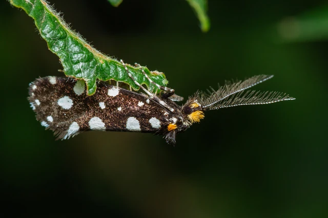 Euplocamus anthracinalis - fésűscsápú korhadékmoly