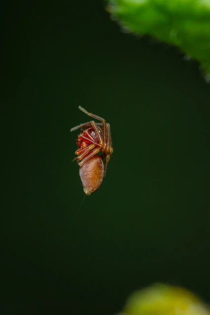 Nigma flavescens - vöröslő hamvaspók