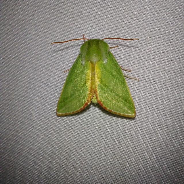 Pseudoips prasinana - bükkfa-zöldbagoly