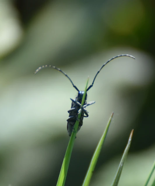 Agapanthia