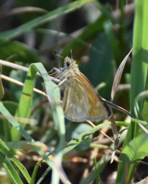 Ochlodes sylvanus - erdei busalepke