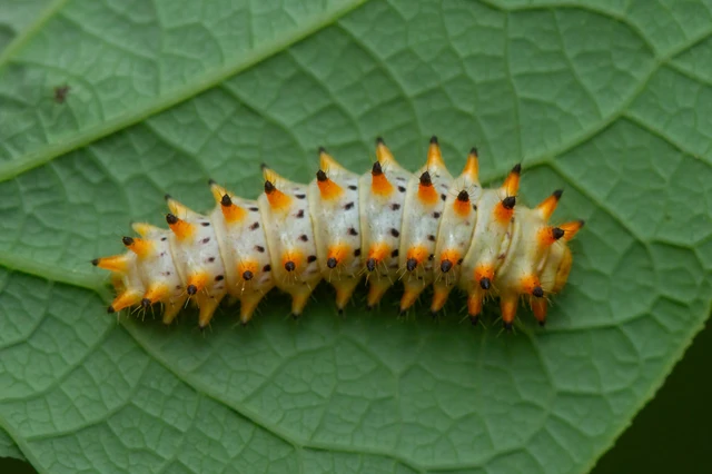 Zerynthia polyxena - farkasalmalepke
