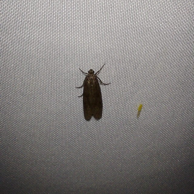 Episcythrastis tetricella - tavaszi karcsúmoly