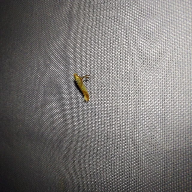 Caloptilia robustella - kerekfoltú keskenymoly