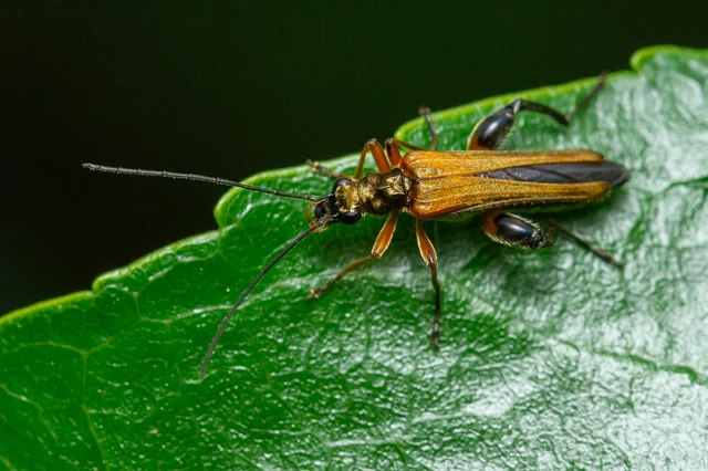 Oedemera podagrariae - székfű-álcincér