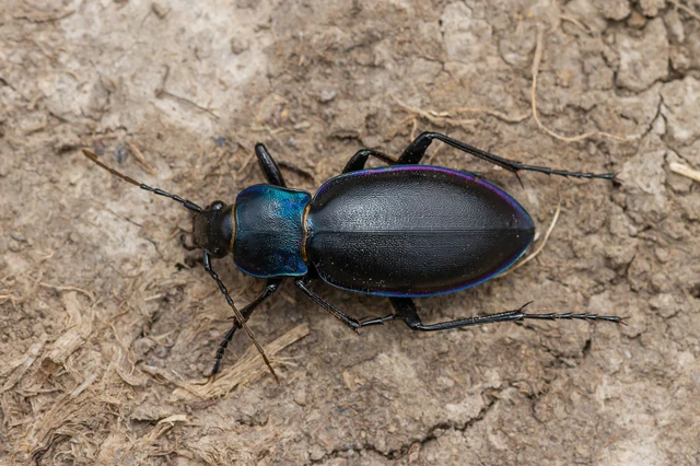 Carabus violaceus - kékfutrinka Carabus violaceus - kékfutrinka