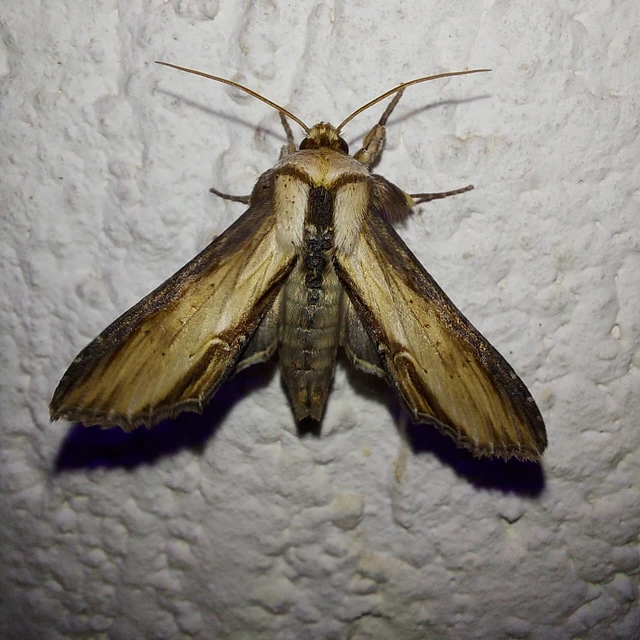 Shargacucullia scrophulariae - görvélyfű-csuklyásbagoly