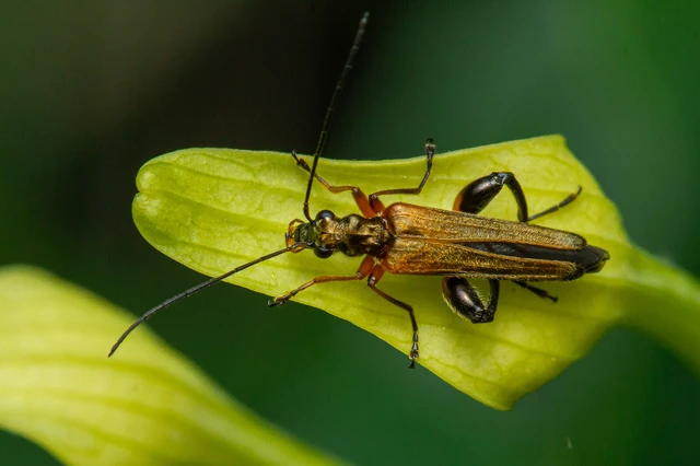 Oedemera podagrariae - székfű-álcincér