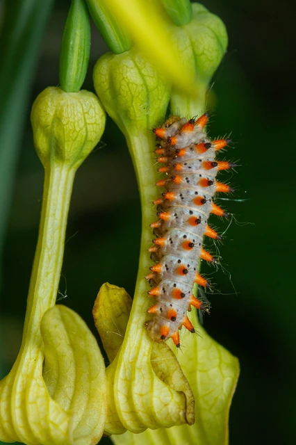 Zerynthia polyxena - farkasalmalepke