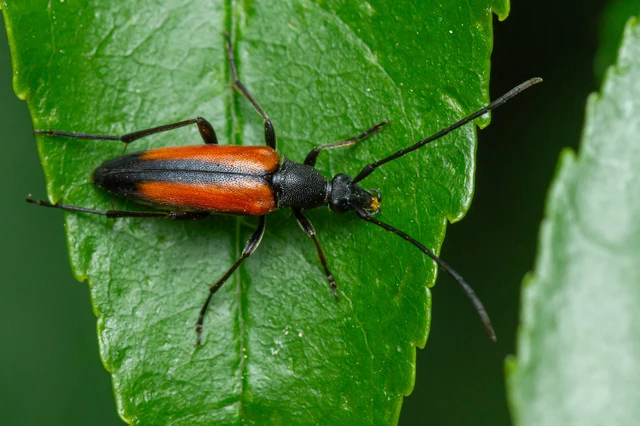 Stenurella melanura - feketevégű karcsúcincér