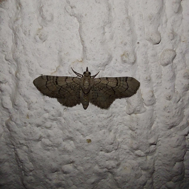 Eupithecia silenicolata - habszegfű-törpearaszoló