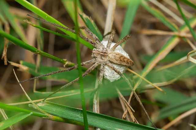 Pisaura mirabilis - csodáspók Pisaura mirabilis - csodáspók