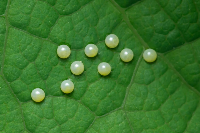 Zerynthia polyxena - farkasalmalepke