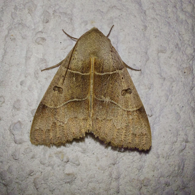 Minucia lunaris - nagy foltosbagoly