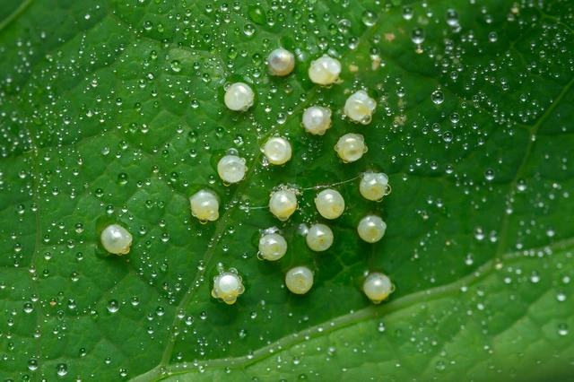 Zerynthia polyxena - farkasalmalepke