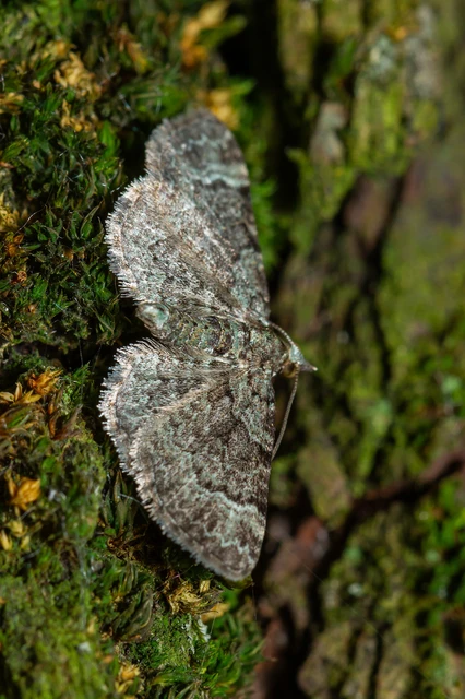 Pasiphila rectangulata - almavirág-araszoló