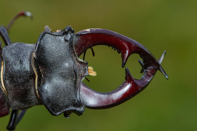 Lucanus cervus - nagy szarvasbogár