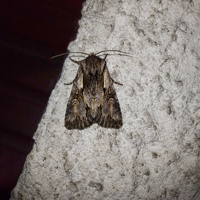 Chloantha hyperici - orbáncfű-sugarasbagoly