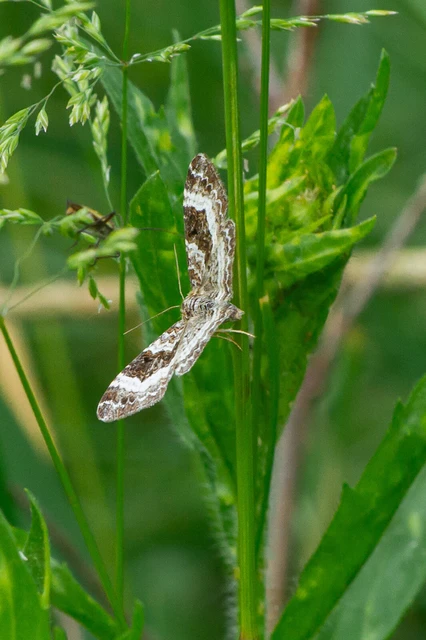 Epirrhoe alternata - galaj-tarkaaraszoló