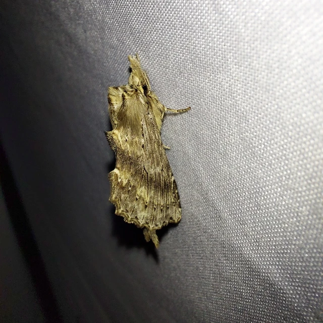 Pterostoma palpina - csőrös púposszövő