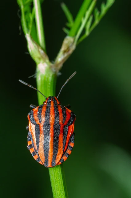 Graphosoma italicum - csíkos pajzsospoloska