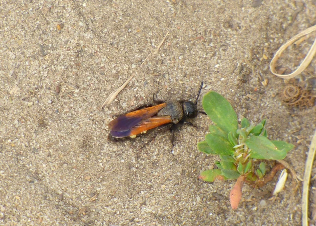 Hymenoptera - Hártyásszárnyúak