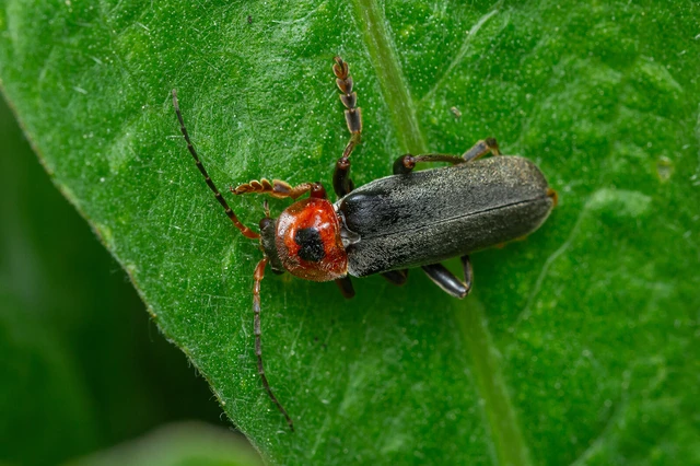 Cantharis rustica - suszterbogár