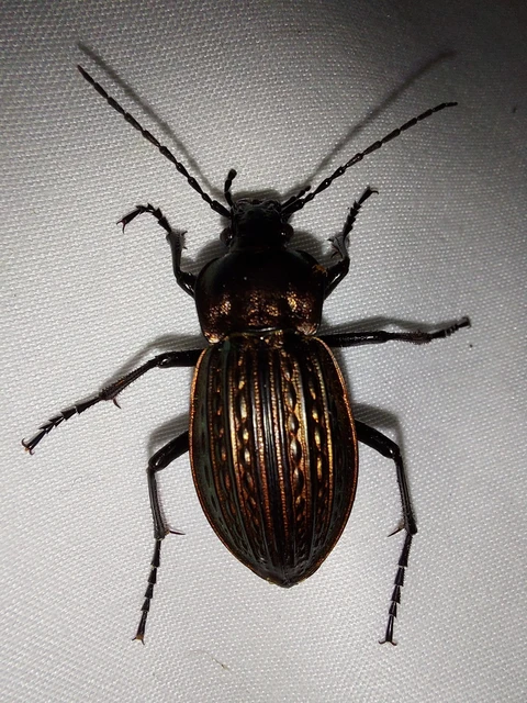 Carabus ulrichii - rezes futrinka Carabus ulrichii - rezes futrinka