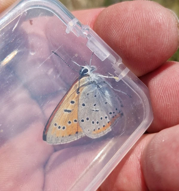 Lycaena dispar rutilus - nagy tűzlepke