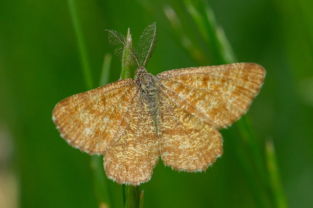 Ematurga atomaria - barna rétiaraszoló