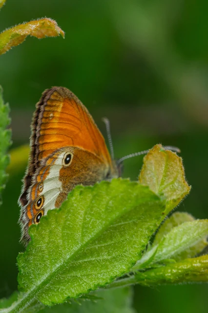 Coenonympha arcania - fehéröves szénalepke