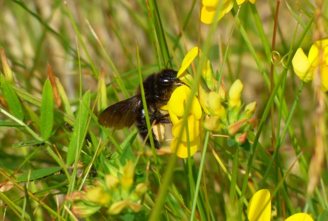 Hymenoptera - Hártyásszárnyúak