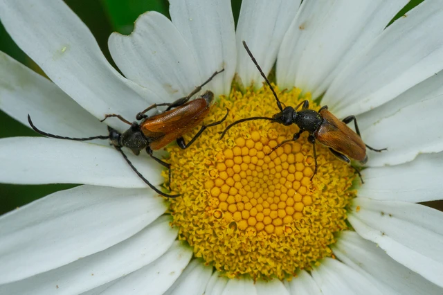 Pseudovadonia livida - barnás virágcincér