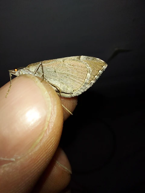 Aplocera plagiata - szürke csíkosaraszoló