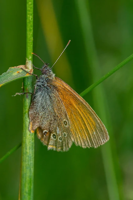 Coenonympha glycerion - közönséges szénalepke