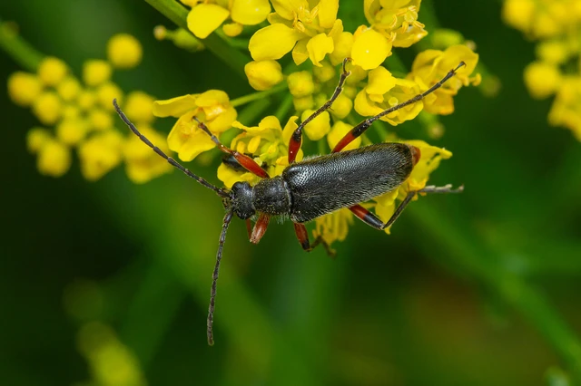 Cortodera villosa - bozontos cserjecincér