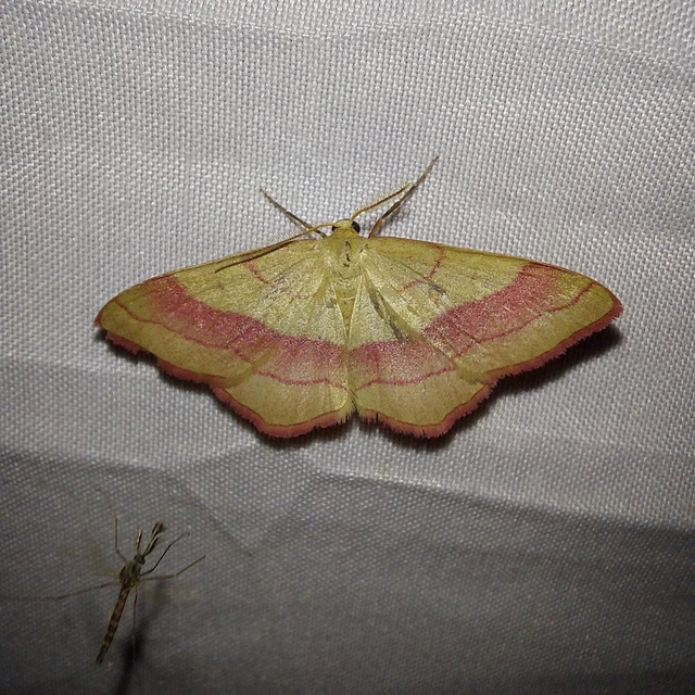 Rhodostrophia vibicaria - pirosszélű araszoló
